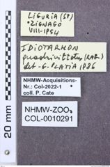 Etikette zu Idiotarmon quadrivittatus (NHMW-ZOO-COL-0010291)